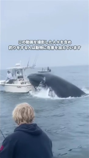 海の動物を傷つける漁船をクジラが転覆させる