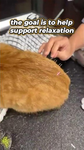 Cat's back legs getting better with acupuncture #cat #acupuncture #recovery