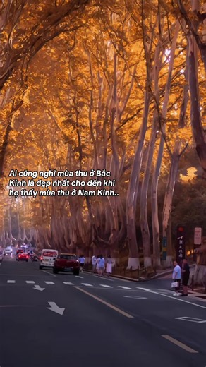Mùa thu ở Nam Kinh, Thượng Hải, Hàng Châu và Ô Trấn: Hướng dẫn ngắm lá vàng 2026