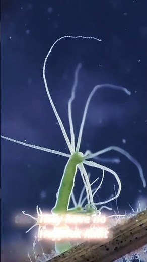 🌀 Hydras – immortal masters of regeneration! Scientists are shocked!
