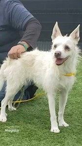 24K views · 871 reactions | Happy update, Lainey has been rescued...