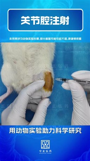 告别漏液打偏！关节腔注射超稳技巧 大鼠关节腔注射标准化实操教学，骨科科研基础核心技能。操作标准化、误差小、成功率高，助力实验数据稳定可靠。#小鼠实验 #动物实验 #科研教程 #守正弘药