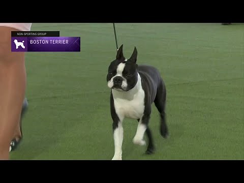 Boston Terriers | Breed Judging 2023