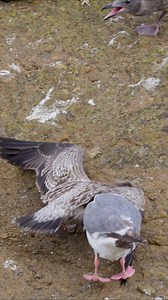 188K views · 2.1K reactions | Amazing fighting moment eachother! #birdsofinstagram #birds #birdsofprey #birdsoftiktok #birdsoftheworld #birdsofafeather #animals #wildlifephotography #wildanimals #wildlifeconservation #animallover search | wildlife park | Facebook