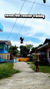 seven feet rooster training #christianpasaje | Christian Pasaje