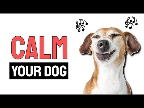 Calming White Noise for Dogs - Help Your Pet Relax and Sleep