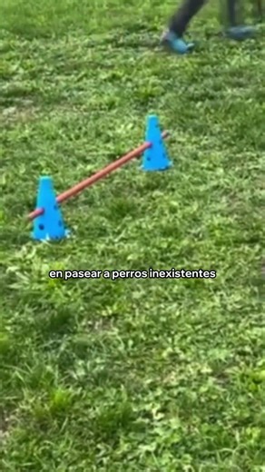 Tras los therians, llega el hobby dogging, pasear a perros inexistentes