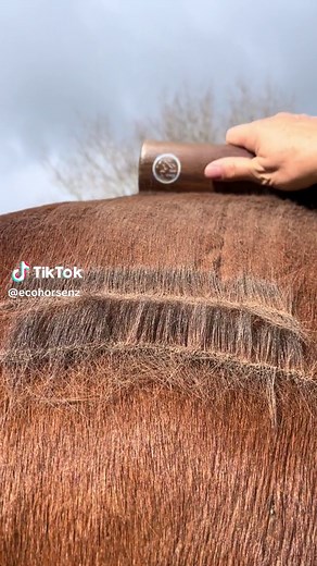 Soothing Horse Grooming ASMR - Eco Shedder at Work!