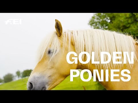 Haflinger: the golden allround talents | RIDE presented by Longines