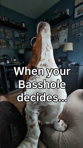 Why you can't sit down with a hungry Basset Hound! 🫩 #funnypuppy #doggo #dogdad #hound #howl