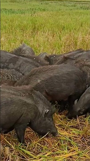 Life of Pigs in Nature: A Fascinating Journey, animal facts about pigs