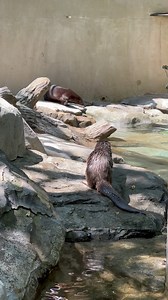 19K views · 476 reactions | 簾Obi-Wan and Anakin簾 Otter things considered, it was a pretty peaceful intro. 欄 | WNC Nature Center | Facebook