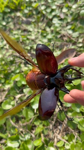 Let’s fly 🚁 #beetle #insects #scarab #甲蟲