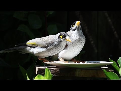 Australian Noisy Miner, Australian Native Bird everywhere in Australia