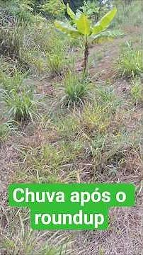 How long after applying Roundup can it rain? #plants #roundup #glyphosate