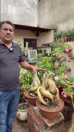 Adenium Ganesh Planter: Unique Spiritual Plant for Garden Love #shorts