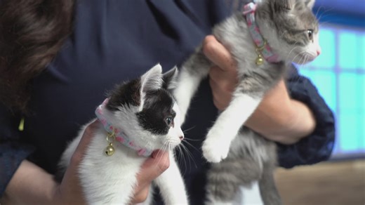 Pick of the Litter: Meet two kittens that are ready to be adopted