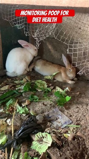 Monitoring poop for diet health#shorts #virlshorts #rabbit #rabbithealth