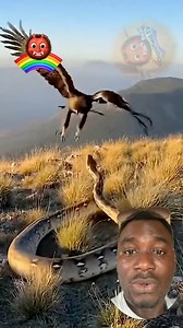 16K views · 119 reactions | Python  vs eagle 礪 dedly phase off #viralvideochallenge #animallover #fblifestyle #goviral #gehgeh | Real Dignified Tv | Facebook