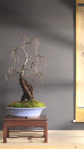 Weeping willow bonsai elegant and graceful bonsai tree