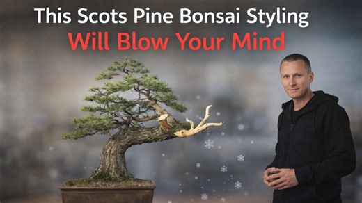 This Scots pine bonsai styling will blow your mind