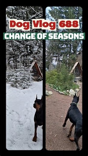 4 seasons in a year (four seasons time lapse) with funny dog #petinfluencer #dobermandogfunnyvideos