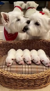 What a cute little Westie family | Westie Shop - I Love Westies