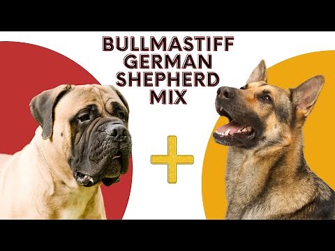All About Bullmastiff German Shepherd Mix