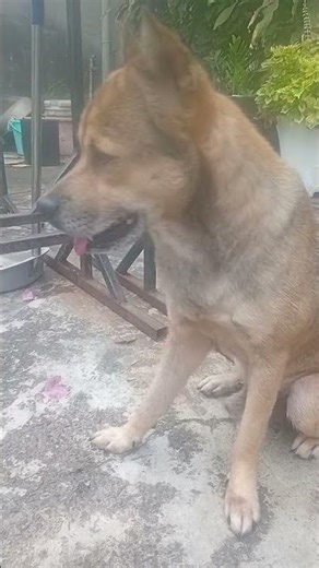 Isn't this puppy cute, aunts, uncles, and siblings? 🐕❤️