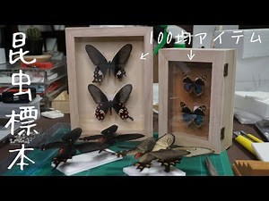 【昆虫標本】完成した標本を100均のアイテムでオシャレに飾りたい。
