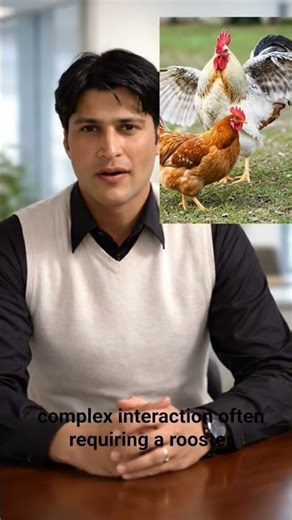 Hen reproduction ‪@swatscience_RU‬ #biology