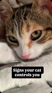 Signs your cat controls you… #cat #catvideo #catlover #animal #catlife | Cat Logy