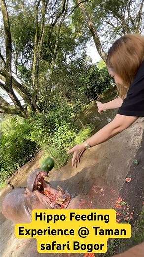 Hippo Feeding Experience @ taman safari bogor