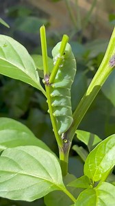Tomato hornworm feeding on a jalapeño plant…hot stuff! | The Vegan Project