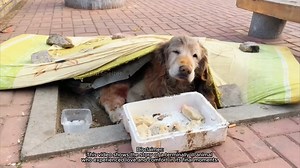 Forsaken and Heartbroken, a Once Devoted Dog is Now Left Behind, Weary in His Final Days | Pet Heroes