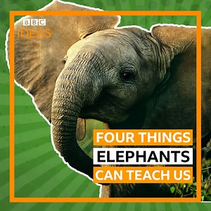 What elephants can teach us about life and death 🐘 | BBC