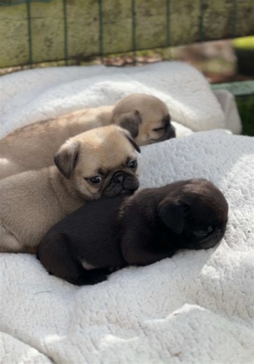 Ein Video, das beruhigt. Man könnte ewig zusehen, wie diese kleinen Babys schlafen. 🥰 #mops #mopswelpe #pug #mopsliebe #pugpuppy
