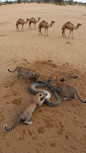 293K views · 1.3K reactions | Leopard vs Python | Chhoy KimHouy | Facebook