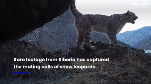 Sound on! Wildlife cameras capture loud mating calls of snow leopards
