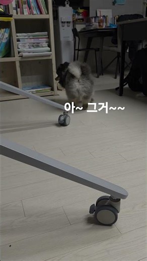 오늘도 내 주인님 사심 하나 채워줌.. 공 가져다 줘도 안놀아줄꺼잖아..