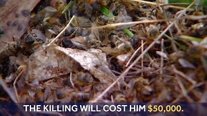 457K views · 356 reactions | A bee killer toppled 100 beehives in California and sprayed hundreds of thousands of honey bees with gasoline | KSBW TV Action News 8 | Facebook