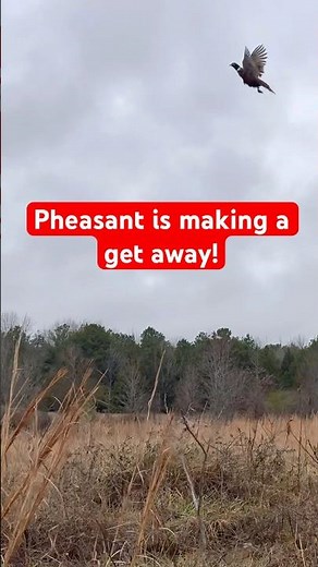 Preserve pheasant hunting in the USA
