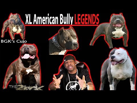 The Top 15 XL AMERICAN BULLY LEGENDS! Pitbull Legends!