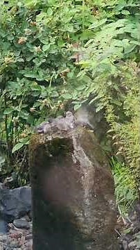 Bird Party in Our Backyard 🐦🎉 Ishan’s Feathered Guests Arrive! Hosts a Bird Party!