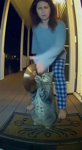 Cat Playing Cymbals vs. Angry Owner #funnycats #cat #shortsviral