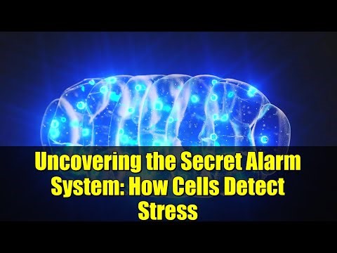 Uncovering the Secret Alarm System: How Cells Detect Stress