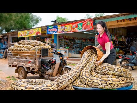 TIMELAPSE -- Harvest 1000+ Giant Venomous Python, Use 3-Wheeled Truck Transport Go to Market Sell