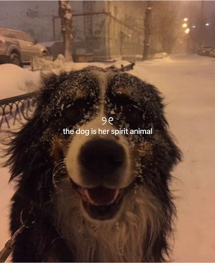 Discovering the Spirit Animal: A Dog's Journey