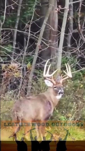 Close Encounter with a Giant Pennsylvania Whitetail Buck - Biggest Buck I've Ever Seen!
