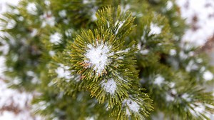 Video tour of the Winter Garden at Springfield Botanical Gardens